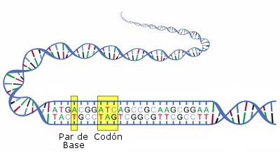 Ilustraci&oacute;n de una mol&eacute;cula de ADN con su estructura de doble h&eacute;lice, destacando las bases nitrogenadas conectadas por pares en el centro.