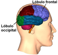 Ilustraci&oacute;n de un perfil humano con el cerebro expuesto, mostrando diferentes colores para indicar &aacute;reas espec&iacute;ficas como el l&oacute;bulo frontal en rojo y el l&oacute;bulo occipital en verde.