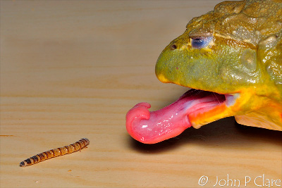 Una imagen detallada de una rana con la lengua extendida apuntando hacia una oruga sobre una superficie de madera.