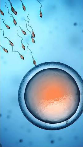 Ilustraci&oacute;n cient&iacute;fica que muestra espermatozoides aproxim&aacute;ndose a un &oacute;vulo en un fondo azul, simbolizando la fertilizaci&oacute;n.