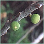Primer plano de una rama de &aacute;rbol con dos frutos verdes peque&ntilde;os.