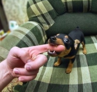 Cachorro peque&ntilde;o de color negro con marcas marr&oacute;n y beige mordiendo suavemente el dedo de una persona sobre un sof&aacute; a cuadros verdes y beige.