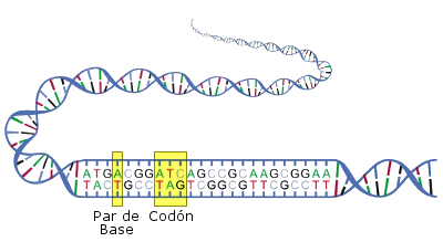 Imagen ilustrativa de una mol&eacute;cula de ADN con su estructura de doble h&eacute;lice, donde se destacan las bases nitrogenadas y un segmento etiquetado como "Base de Cod&oacute;n".