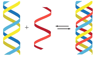 Ilustraci&oacute;n que muestra dos h&eacute;lices separadas, una azul y amarilla y otra roja, m&aacute;s un signo de suma entre ellas, indicando una igualdad con una h&eacute;lice doble que entrelaza los tres colores mencionados.