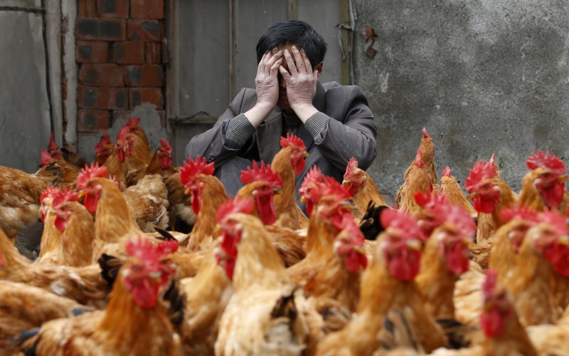 Un hombre angustiado se cubre el rostro con las manos mientras est&aacute; sentado entre numerosas gallinas en un entorno r&uacute;stico.