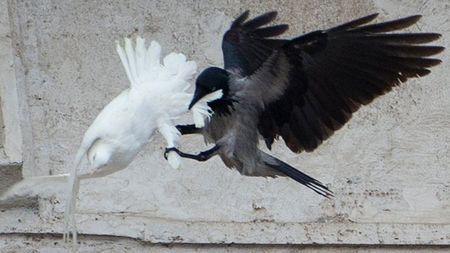Una imagen de dos p&aacute;jaros en pleno vuelo cerca de una superficie de piedra; uno es completamente blanco y el otro es negro con detalles blancos.