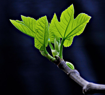 Brotes j&oacute;venes de hojas verdes resplandeciendo con luz sobre un fondo oscuro, simbolizando nueva vida y crecimiento en la creaci&oacute;n.