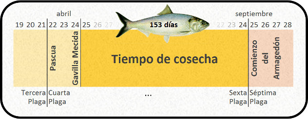 Imagen de un gr&aacute;fico cronol&oacute;gico con fondo amarillo ilustrando fechas desde abril hasta septiembre, resaltando eventos b&iacute;blicos y numerando d&iacute;as entre eventos clave. Un pez aparece en la parte superior central del gr&aacute;fico, con el texto "153 d&iacute;as" superpuesto, junto al t&iacute;tulo "Tiempo de cosecha".