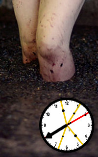 Imagen de un reloj anal&oacute;gico con manecillas coloridas sobre un fondo con las piernas marcadas de una persona, simbolizando el paso del tiempo y posiblemente la influencia de los Mazzaroth.