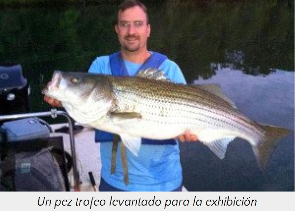 Un hombre de pie en un entorno acu&aacute;tico al atardecer, sosteniendo un gran pez rayado con ambas manos. El pez, notable por su tama&ntilde;o y las l&iacute;neas que recorren su cuerpo, parece ser capturado recientemente.