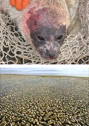 La imagen superior muestra una foca gris herida acostada en una red de pesca, con notables se&ntilde;ales de lesiones en la cabeza. La imagen inferior captura una extensa vista de una playa cubierta por lo que parece ser un gran n&uacute;mero de mejillones verdes expuestos, extendi&eacute;ndose hacia el horizonte bajo un cielo nublado.