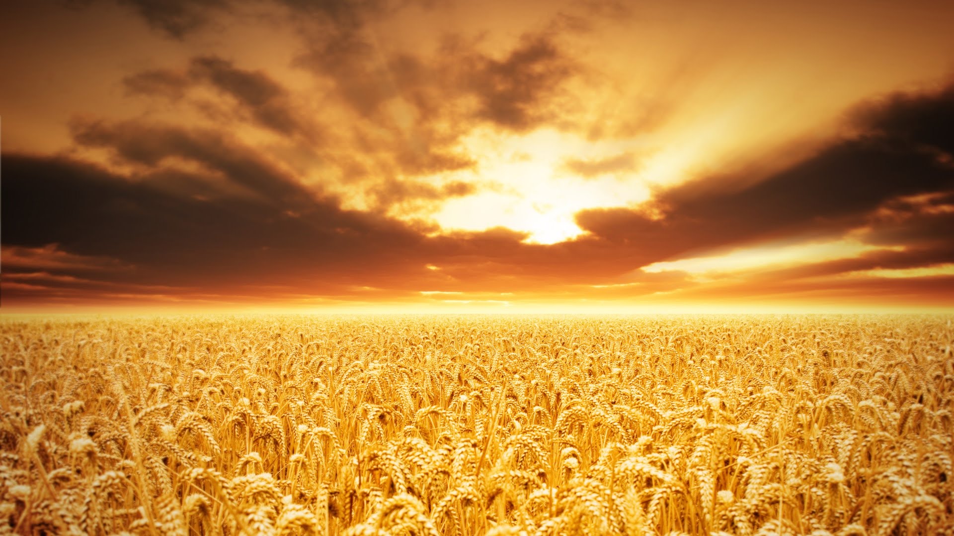Campo extenso de trigo dorado bajo un cielo al amanecer con nubes dispersas y luz solar difusa, reflejando la majestuosidad de la creaci&oacute;n natural.