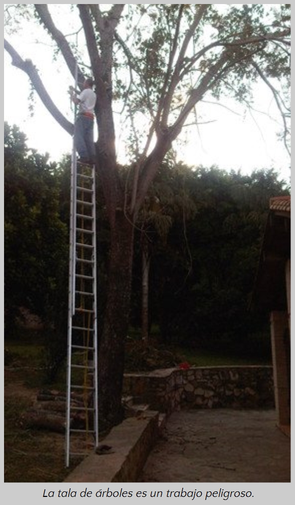 Un hombre utilizando una escalera para alcanzar las altas ramas de un &aacute;rbol frondoso al atardecer, reflejando la interacci&oacute;n del ser humano con la creaci&oacute;n natural en un entorno rural.