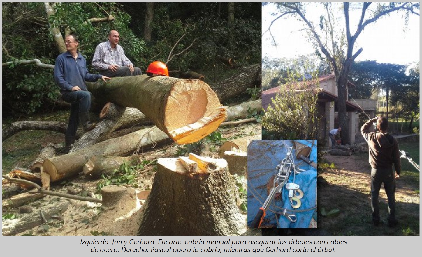 Dos hombres sentados descansando en un tronco grande y cortado en un bosque, con herramientas de tala dispersas alrededor. A la derecha, un hombre trabaja usando un sistema de poleas para ayudar en la tala de un &aacute;rbol cerca de un edificio.