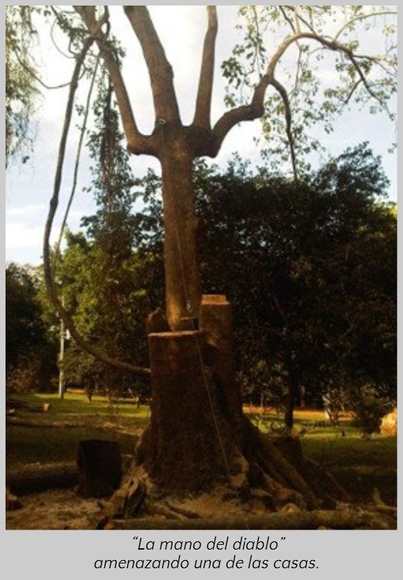 &Aacute;rbol grande con ramas que se extienden hacia arriba, algunas de ellas parecen dedos extendidos, en un entorno natural con c&eacute;sped y otros &aacute;rboles al fondo. La luz del sol ilumina parcialmente el &aacute;rbol y la zona circundante.