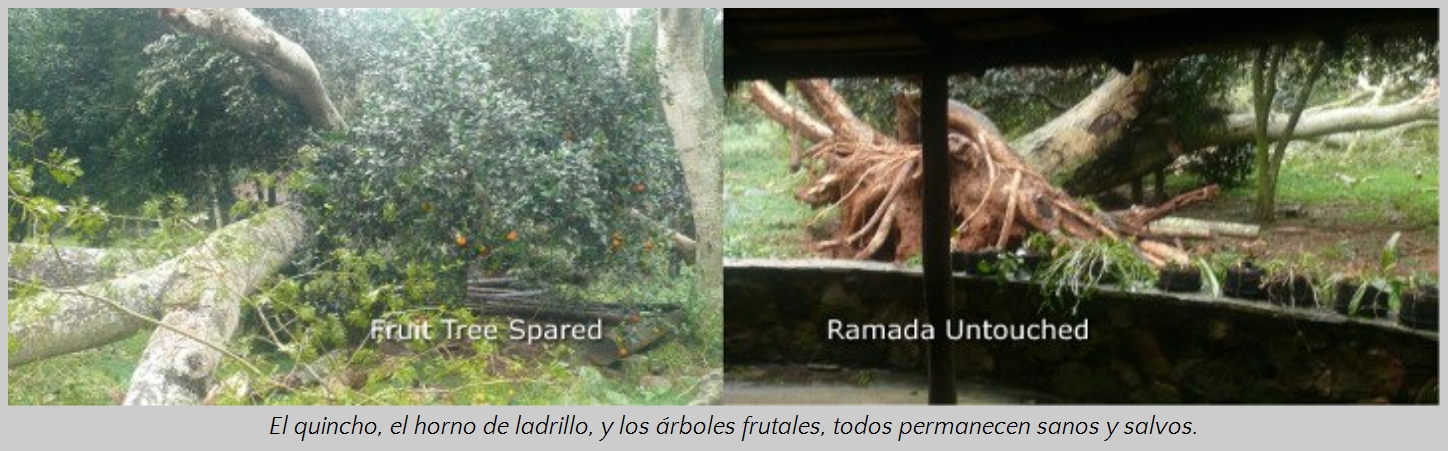 Foto dividida en dos partes: a la izquierda, un &aacute;rbol frutal grande ca&iacute;do que ha evitado aplastar los &aacute;rboles cercanos en un jard&iacute;n tranquilo; a la derecha, una estructura de madera al aire libre denominada "Ramada" que se mantiene intacta y sin da&ntilde;os aunque rodeada de &aacute;rboles y vegetaci&oacute;n, transmitiendo un mensaje de resistencia natural y preservaci&oacute;n.