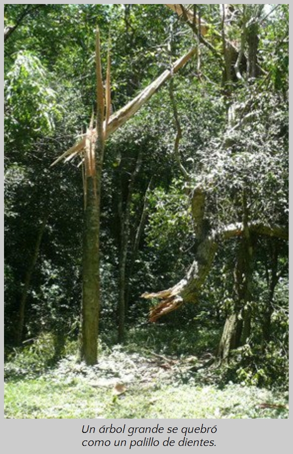 Un &aacute;rbol grande en un bosque denso con hojas verdes y luminosas, roto en el tronco, con fragmentos de madera dispersos alrededor del suelo forestal iluminado por la luz solar.