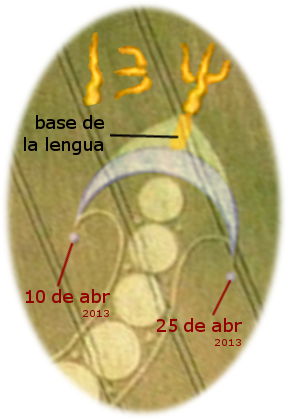 Imagen de un dise&ntilde;o circular en un campo, con s&iacute;mbolos de Mazzaroth en la parte superior y marcas en el centro que indican fechas del 10 de abril de 2013 y 25 de abril de 2013, con una anotaci&oacute;n que se&ntilde;ala la 'base de la lengua'.