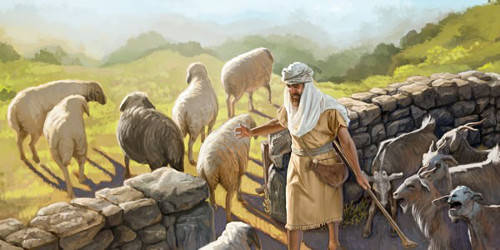 Un pastor viste ropa tradicional y acaricia a una oveja en un prado al aire libre, rodeado de m&aacute;s ovejas y algunas cabras sobre un muro de piedra.