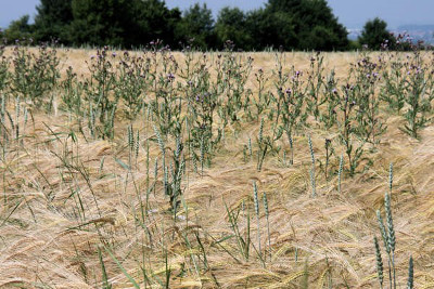 Campo de trigo dorado bajo un cielo nublado, con varias plantas de cardo en primer plano destac&aacute;ndose entre los tallos inclinados por el viento.