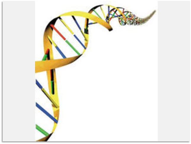 Ilustraci&oacute;n de una estructura de ADN con una doble h&eacute;lice amarilla, representando bases de nucle&oacute;tidos interconectadas en colores rojo, azul, verde y amarillo que simbolizan la complejidad y la diversidad de la vida biol&oacute;gica.