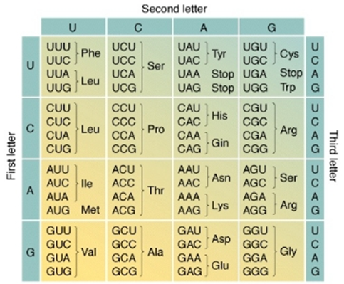 Tabla de colores visualizando el c&oacute;digo gen&eacute;tico, con combinaciones de letras U, C, A, y G que representan diferentes componentes formando un mapa de codones espec&iacute;ficos para amino&aacute;cidos y se&ntilde;ales de terminaci&oacute;n.