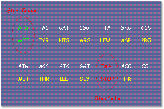 Imagen que representa una secuencia de codones en una matriz de ADN. Se indican los codones de inicio y de parada, circulados en rojo, con las letras "ATG" para inicio, se&ntilde;alando el amino&aacute;cido MET, y "TAG" para parada. Entre ellos, hay una serie de tr&iacute;os de letras que representan otros codones y los amino&aacute;cidos correspondientes, como TYR, HIS, ARG, entre otros, sobre un fondo gris oscuro.