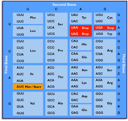Imagen de una tabla de codones de ADN que muestra la correspondencia de tripletas de bases nitrogenadas (U, C, A, G) con amino&aacute;cidos espec&iacute;ficos. Algunos codones est&aacute;n destacados como "Stop" y "Start" en el proceso de traducci&oacute;n gen&eacute;tica.