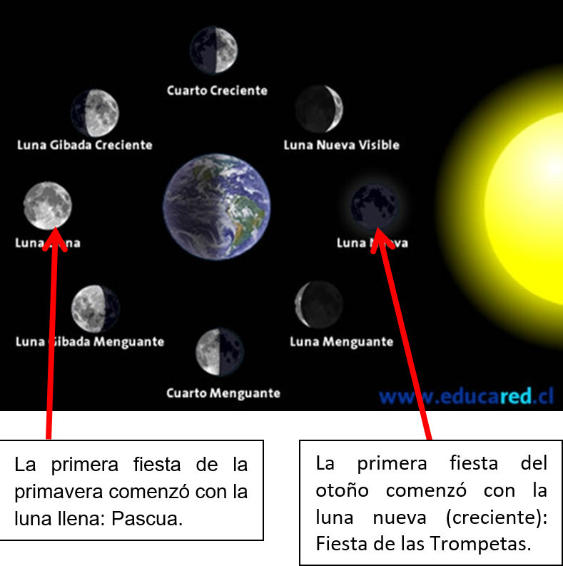 Imagen educativa mostrando las fases de la luna alrededor de la Tierra, con indicaciones sobre c&oacute;mo estas fases se correlacionan con festividades espec&iacute;ficas seg&uacute;n el calendario b&iacute;blico. Se incluyen fases como la luna llena y la luna nueva, y las festividades mencionadas son la Pascua y la Fiesta de las Trompetas.
