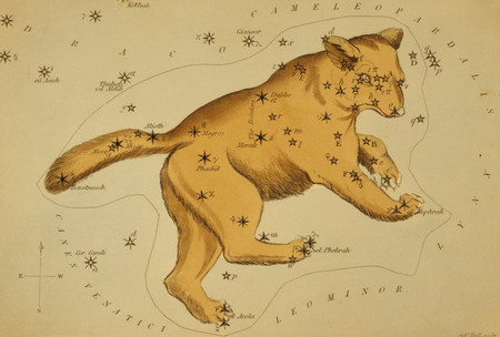 Ilustraci&oacute;n antigua que muestra la constelaci&oacute;n de un gran felino en un fondo de mapa estelar, con marcas de estrellas y nombres de otras constelaciones cercanas en estilo manuscrito.