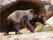 Un oso grande camina a lo largo de un &aacute;rea rocosa, probablemente dentro de un habitat natural o un santuario.